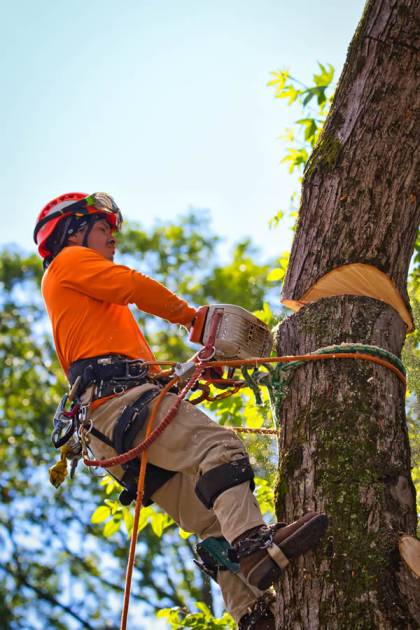 Tree Removal Atlanta