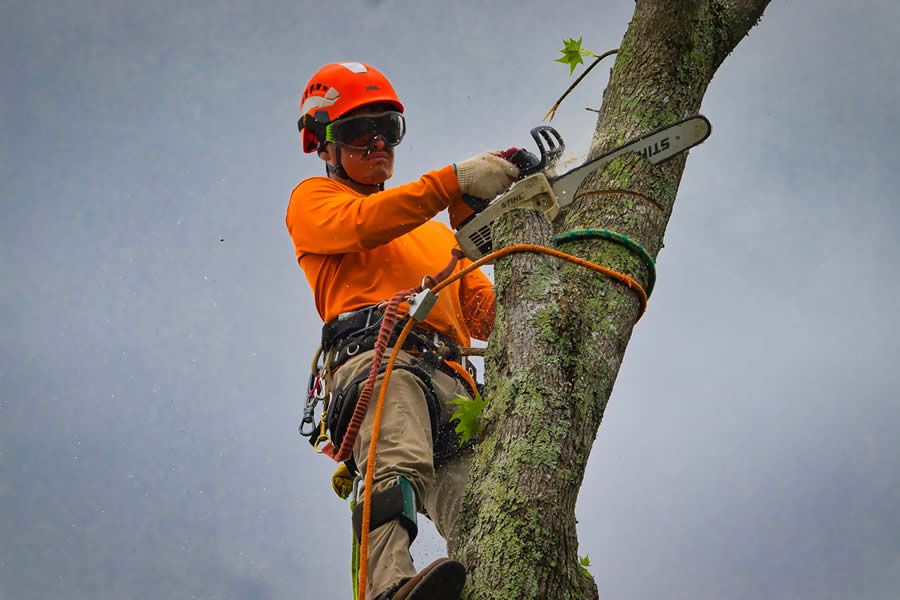 Tree Removal Service Sugar Hill