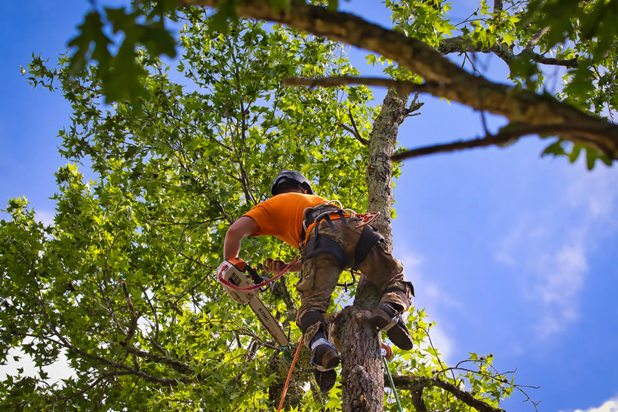 Tree Removal Scarborough