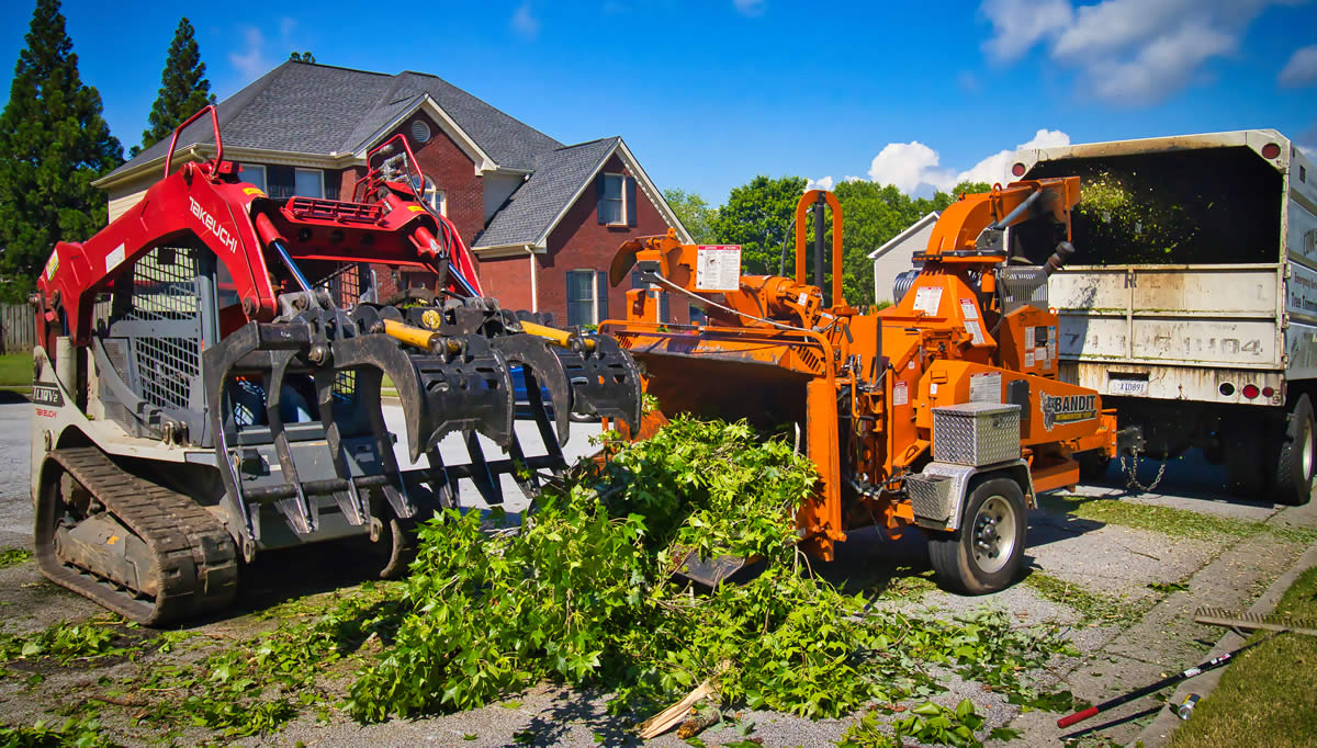 How to Find a Reliable Tree Service Company