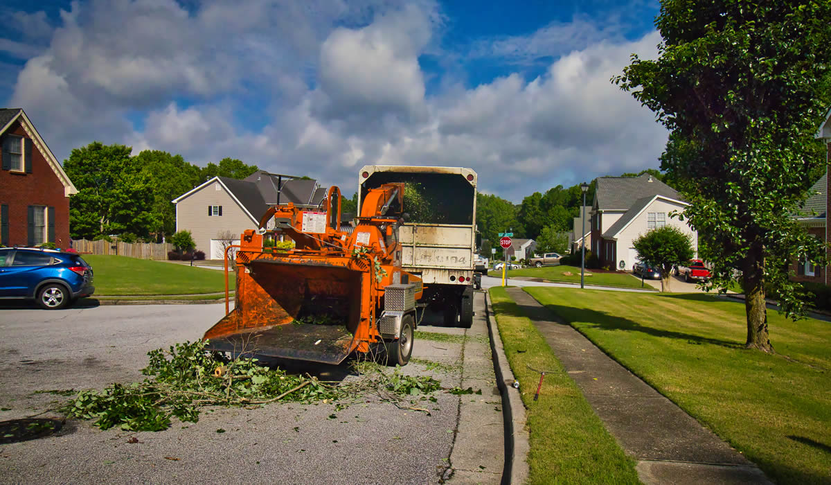 Spotting the Signs of Common Tree Diseases in 2022