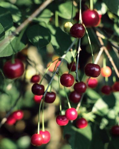 Summer Pruning Tips for Cherry and Apricot Trees