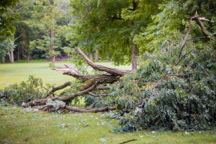 Who is Responsible for a Fallen Tree?
