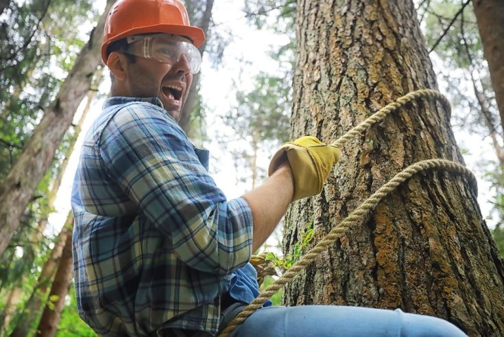 Tips to Avoid a Tree Service Scam