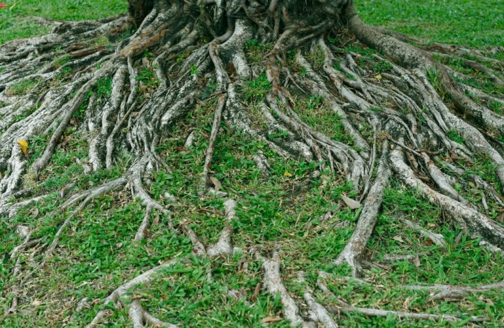 Caring for Your Tree’s Roots