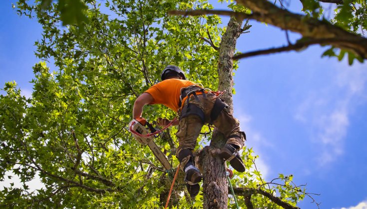 Removing Trees in Confined Spaces