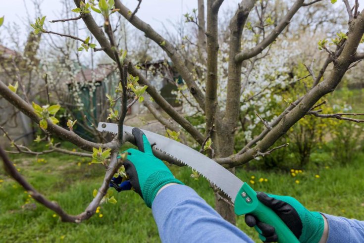 Hazard Limbs in Trees