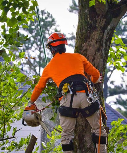 Tree Trimming Safety Tips