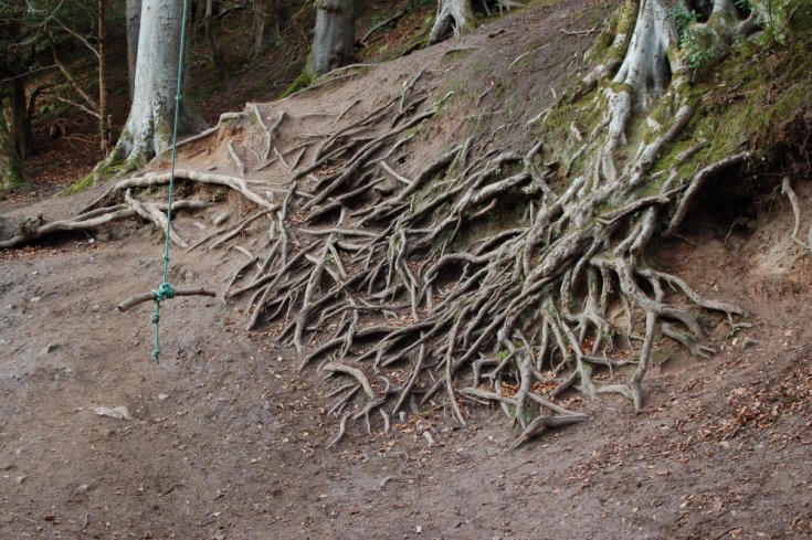 Are Exposed Tree Roots Bad?