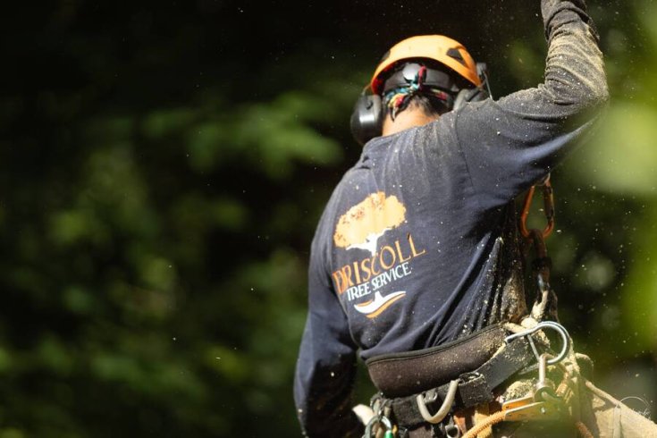 What Tree Companies Wish You Knew Before Calling for a Quote
