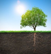 4 Signs of Tree Root Damage