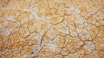 How Does Drought Affect Trees?