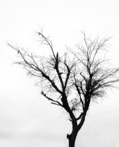5 Common Reasons Why Your Trees Die?