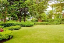 Fescue vs. Bermuda Grass