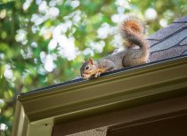 4 Tree Pests to Look Out for this Fall