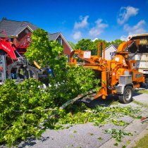 The Dangers of Ignoring Tree Removal 