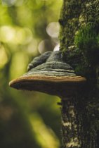 What Is Tree Fungus?