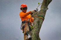 Factors to Consider When Choosing a Tree Service Company