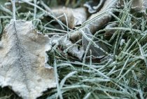 Protecting Trees from Freeze-Damage