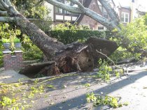 What Happens if You Don't Trim Your Trees?