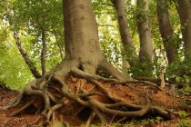 The Impact of Tree Roots on Your Home