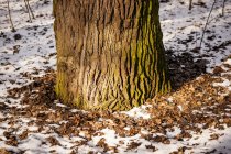 What Happens If Tree Roots Freeze?