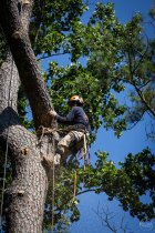 Have You Hurricane-Proofed Your Trees Yet?