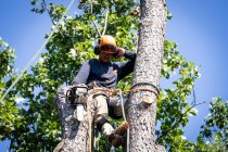 Common Mistakes to Avoid When Trimming Trees and Bushes