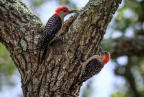Notice Woodpecker Damage On Your Tree? Here’s What To Do