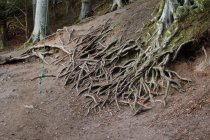 Are Exposed Tree Roots Bad?