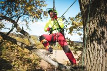 Top Signs You Need an Arborist to Inspect Your Trees