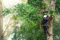 Why Regular Tree Maintenance Is Essential for a Healthy Yard