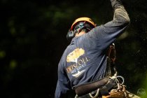 Top Reasons to Hire a Certified Arborist for Tree Services