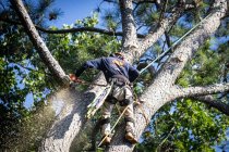 The Best Time of Year to Trim Your Trees (And Why It Matters)