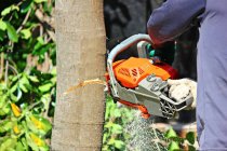 Avoiding Tree-Related Hazards on Your Property