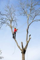 The Benefits of Tree Pruning for Safety and Curb Appeal