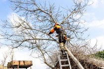 Fall Tree Care: When to Prune, Trim, or Remove