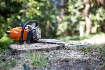 Do I Need a Permit to Remove This Tree? Here's the Real Answer