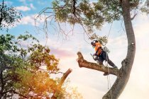 Tree Care Tips to Avoid Costly Damage