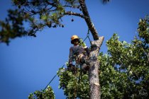 How to Spot Diseased or Dangerous Trees Before They Become a Problem