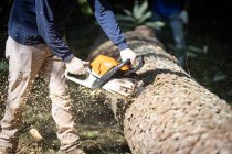 When Is It Time to Say Goodbye to a Tree? Signs Your Tree Might Be Better Removed