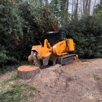 Why Stump Grinding Is an Important Part of Tree Removal