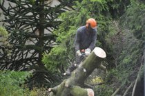 How Professional Tree Services Handle Large or Hazardous Trees