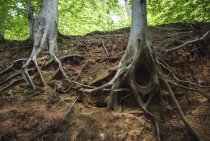 Root Damage That Threatens Structures