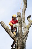 Dead or Dying Trees: Why Waiting Is Risky