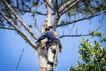 Best Time of Year for Tree Removal