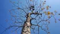 Cracks, Rot, and Weak Branches: When to Call a Tree Service