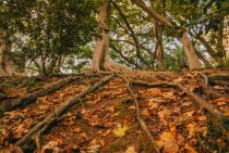 How Tree Roots Damage Foundations and Pipes