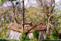 How Overgrown Trees Damage Roofs and Foundations