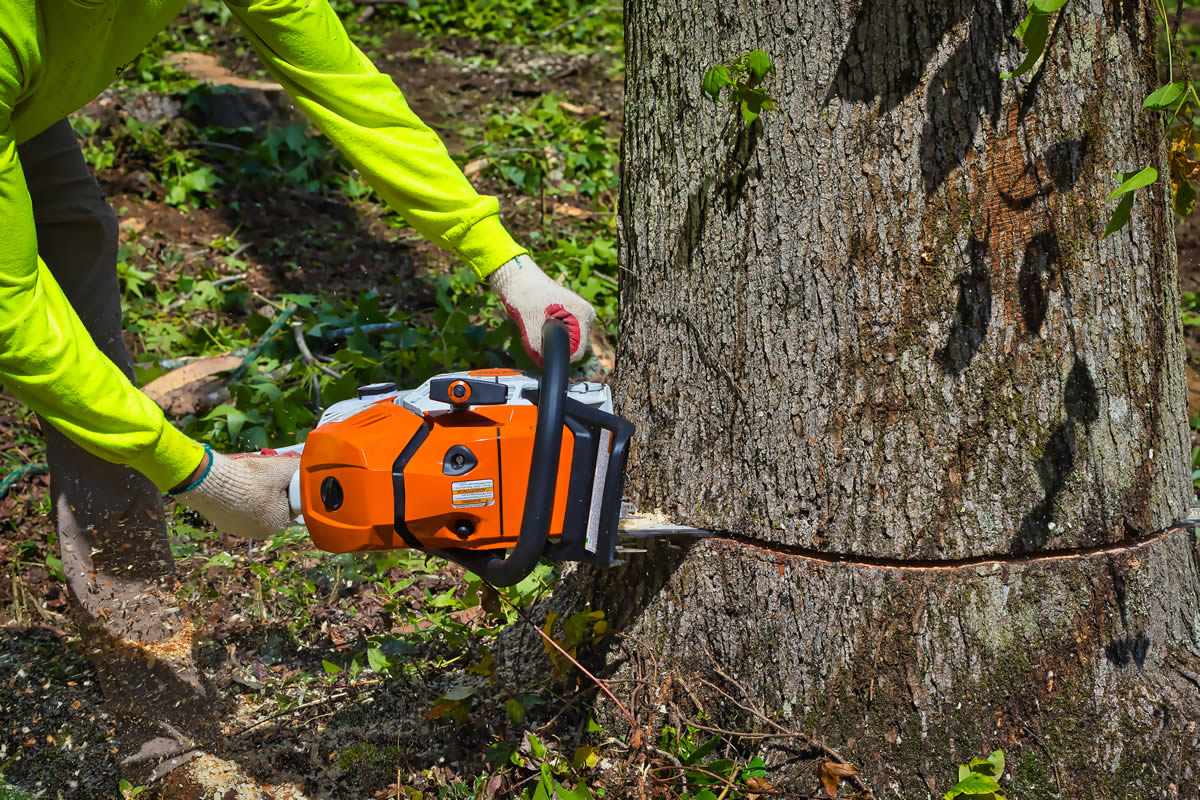 Arborists in Auburn, GA